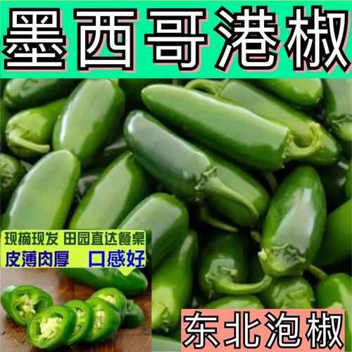 正宗东北港椒特辣中辣墨西哥青椒咸菜泡菜材料当季新鲜蔬菜腌制
